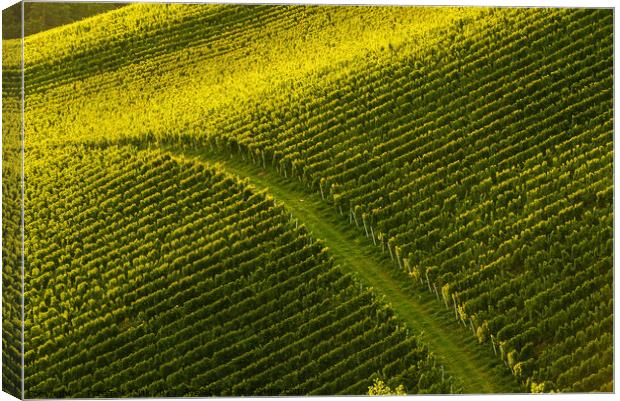 Rows Of Vineyard Grape Vines. Autumn Landscape. Austria south Styria. Canvas Print by Przemek Iciak