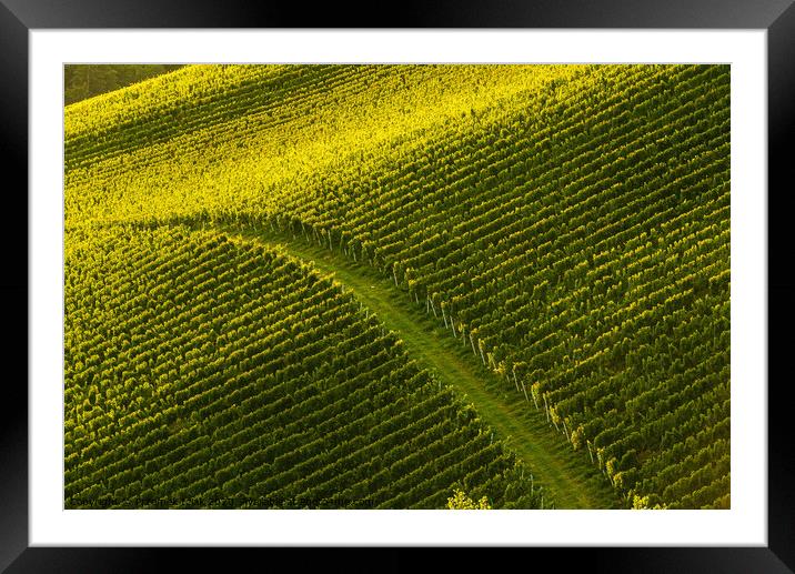 Rows Of Vineyard Grape Vines. Autumn Landscape. Austria south Styria. Framed Mounted Print by Przemek Iciak