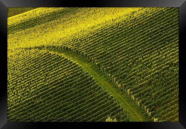 Rows Of Vineyard Grape Vines. Autumn Landscape. Austria south Styria. Framed Print by Przemek Iciak