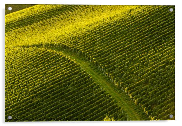 Rows Of Vineyard Grape Vines. Autumn Landscape. Austria south Styria. Acrylic by Przemek Iciak