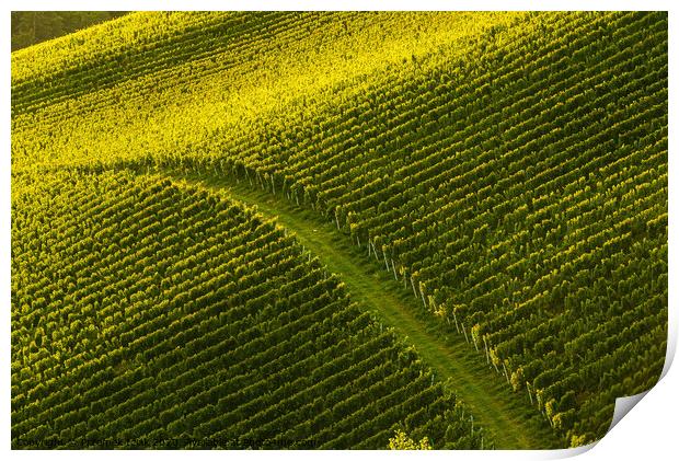 Rows Of Vineyard Grape Vines. Autumn Landscape. Austria south Styria. Print by Przemek Iciak