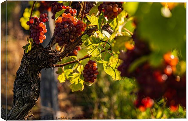 Red grapes growing on vine in bright sunshine light. Canvas Print by Przemek Iciak