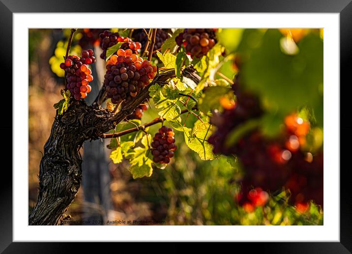 Red grapes growing on vine in bright sunshine light. Framed Mounted Print by Przemek Iciak