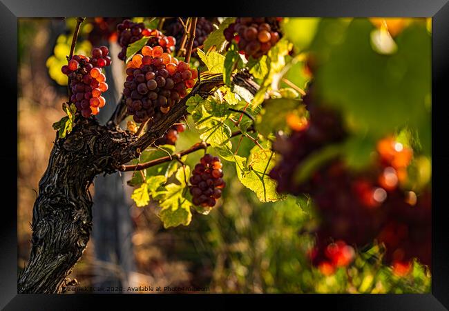 Red grapes growing on vine in bright sunshine light. Framed Print by Przemek Iciak