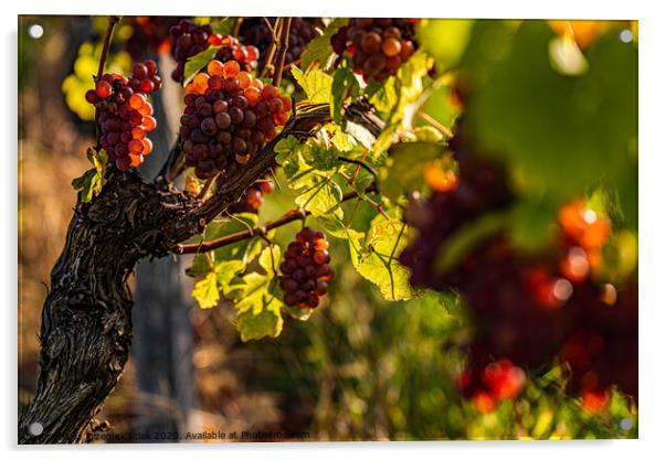 Red grapes growing on vine in bright sunshine light. Acrylic by Przemek Iciak