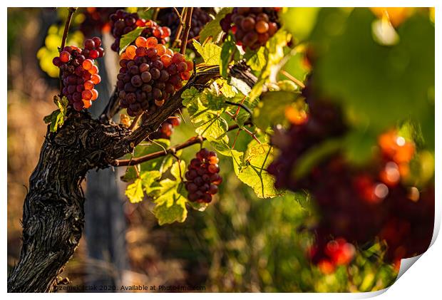 Red grapes growing on vine in bright sunshine light. Print by Przemek Iciak