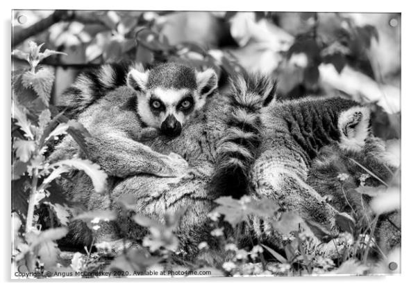 Ring-tailed lemur mono Acrylic by Angus McComiskey