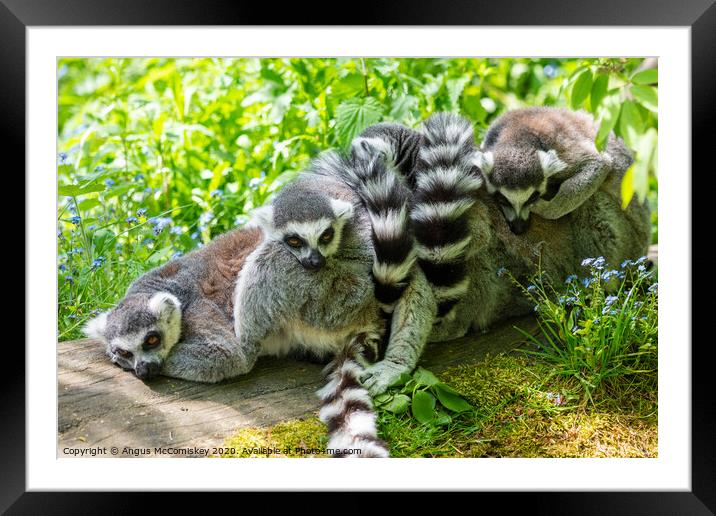 Ring-tailed lemur huddle Framed Mounted Print by Angus McComiskey