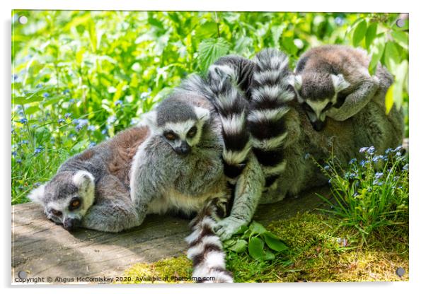 Ring-tailed lemur huddle Acrylic by Angus McComiskey