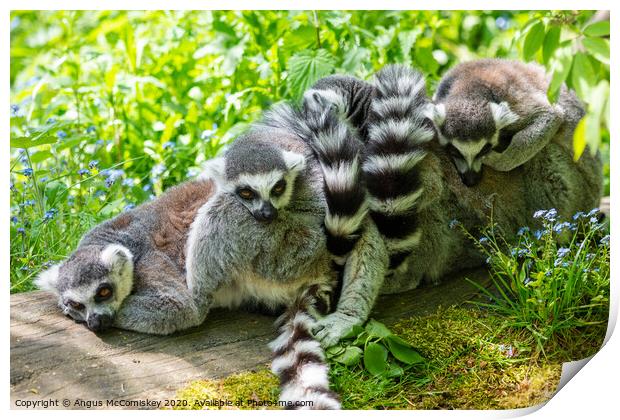 Ring-tailed lemur huddle Print by Angus McComiskey