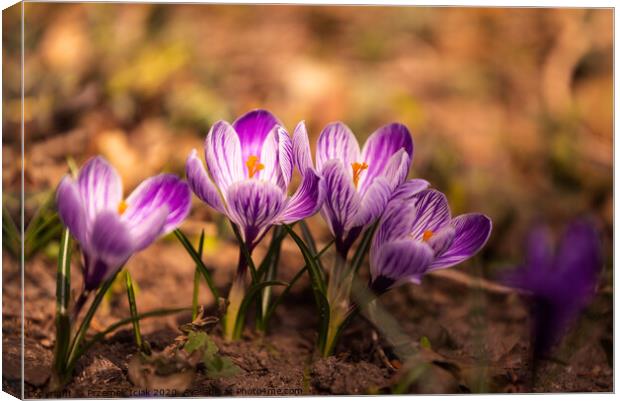 Crocus, plural crocuses or croci is a genus of flowering plants in the iris family. A bunch of crocuses, a meadow full of crocuses,on yellow dry grass Canvas Print by Przemek Iciak