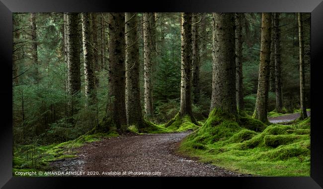 The Enchanting Woodland of Whinlatter Framed Print by AMANDA AINSLEY