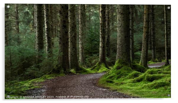 The Enchanting Woodland of Whinlatter Acrylic by AMANDA AINSLEY