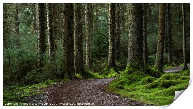 The Enchanting Woodland of Whinlatter Print by AMANDA AINSLEY