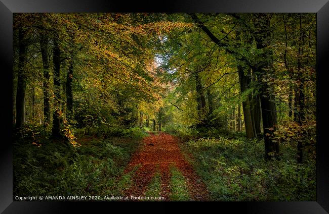 Vibrant Autumn Woodland Framed Print by AMANDA AINSLEY