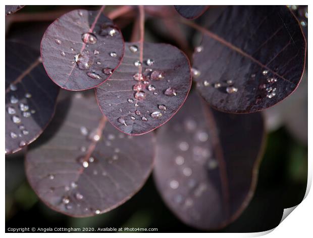 Wet Leaves Print by Angela Cottingham
