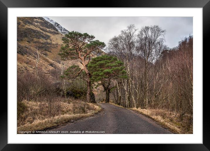 Scots Pines up Glen Nevis Framed Mounted Print by AMANDA AINSLEY