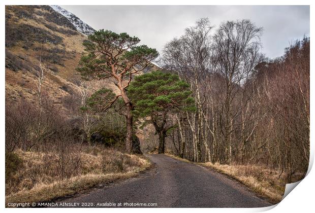 Scots Pines up Glen Nevis Print by AMANDA AINSLEY