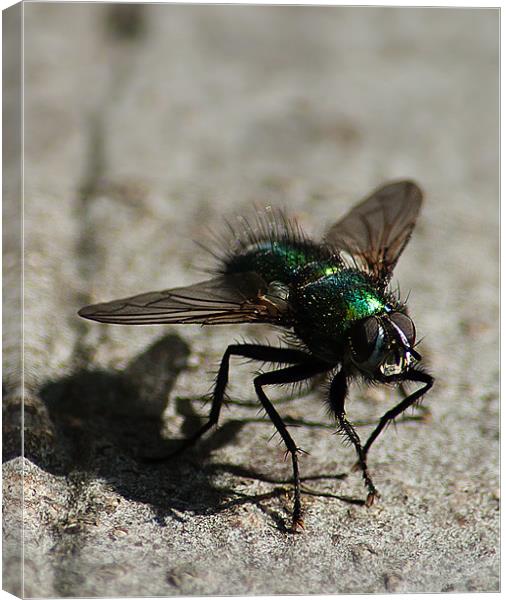 Green Bottle Fly Canvas Print by Keith Thorburn EFIAP/b