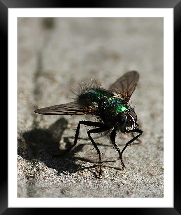 Green Bottle Fly Framed Mounted Print by Keith Thorburn EFIAP/b