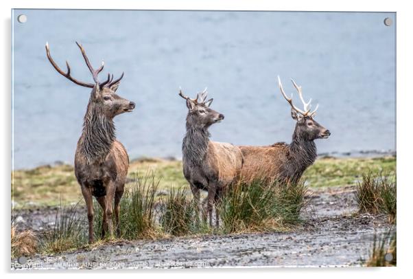 Red Deer by Loch Eil Acrylic by AMANDA AINSLEY