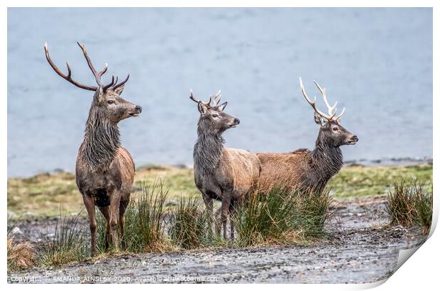 Red Deer by Loch Eil Print by AMANDA AINSLEY