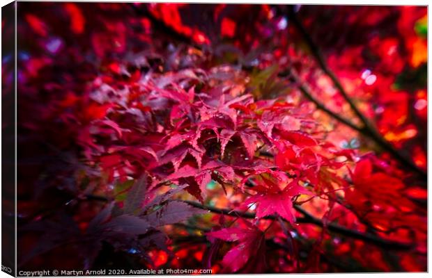 Autumn Leaves Canvas Print by Martyn Arnold