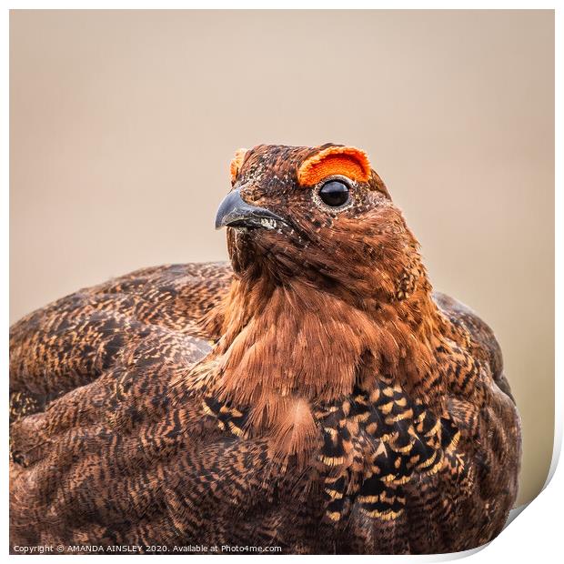 Majestic Red Grouse on the Moor Print by AMANDA AINSLEY