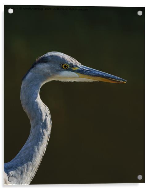 Great Blue Heron Acrylic by rawshutterbug 