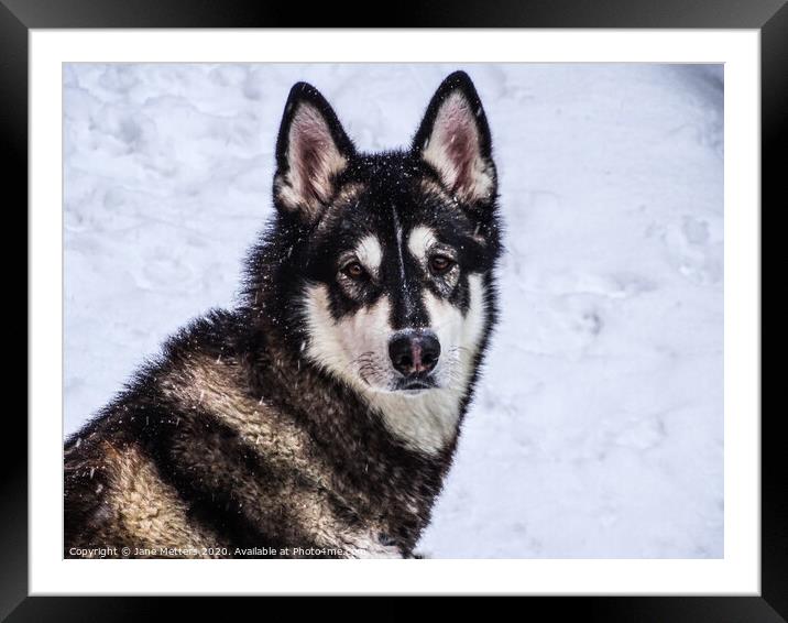 Malamute in the Snow Framed Mounted Print by Jane Metters