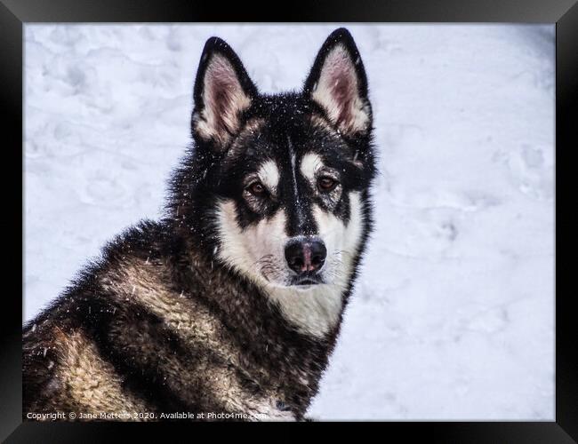 Malamute in the Snow Framed Print by Jane Metters