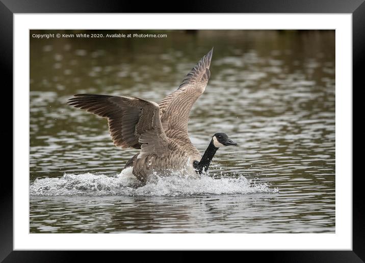 Canada goose Framed Mounted Print by Kevin White