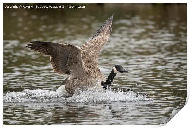 Canada goose Print by Kevin White