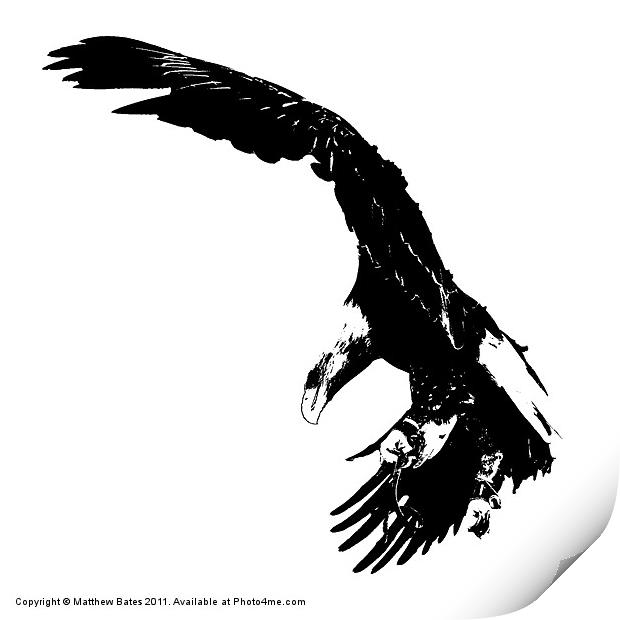 Bald Eagle Print by Matthew Bates