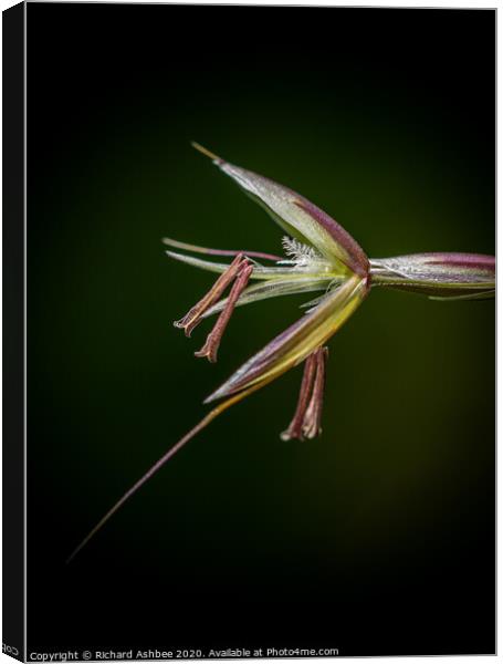 Grass head close up  Canvas Print by Richard Ashbee