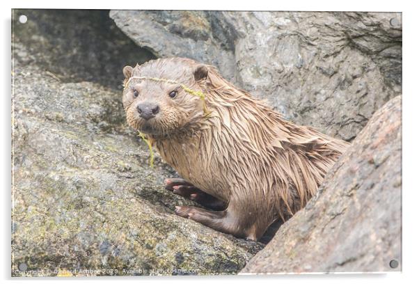 Shetland Otter re-emerges from its holt Acrylic by Richard Ashbee