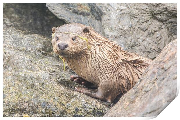 Shetland Otter re-emerges from its holt Print by Richard Ashbee