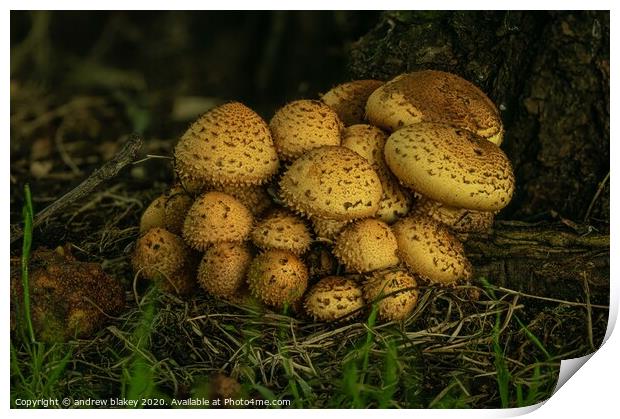 Enchanted Forest Fungi Print by andrew blakey