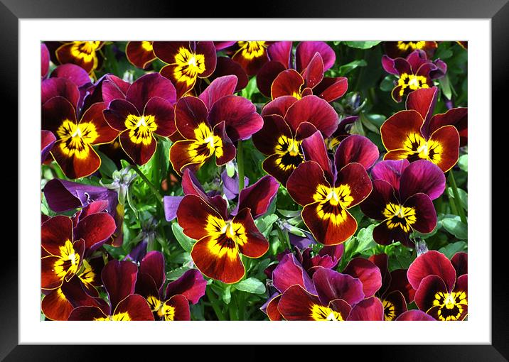 Violas Framed Mounted Print by graham young