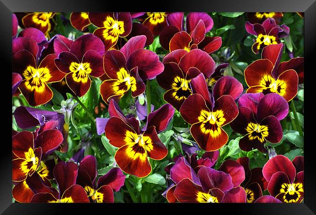 Violas Framed Print by graham young