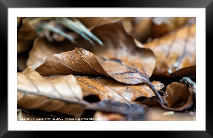 Vibrant Autumn Leaves Framed Mounted Print by David Thomas