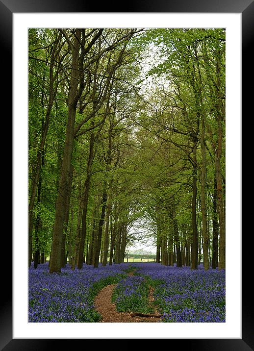 Bluebells and Beech Trees Framed Mounted Print by graham young