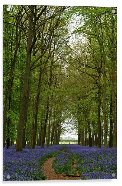 Bluebells and Beech Trees Acrylic by graham young