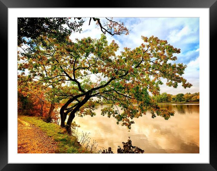 Autumnal reflection  Framed Mounted Print by Rachael Hood