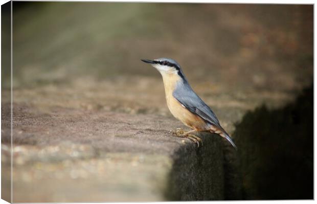 Nuthatch at stance Canvas Print by Rachael Hood