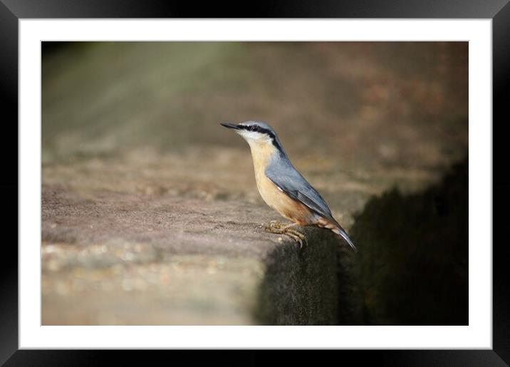 Nuthatch at stance Framed Mounted Print by Rachael Hood