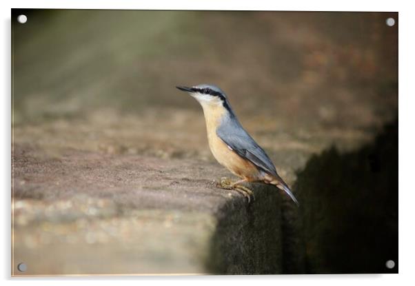 Nuthatch at stance Acrylic by Rachael Hood