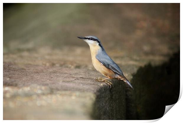 Nuthatch at stance Print by Rachael Hood