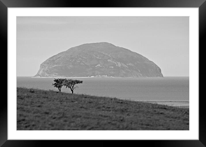 Windswept trees Framed Mounted Print by Allan Durward Photography