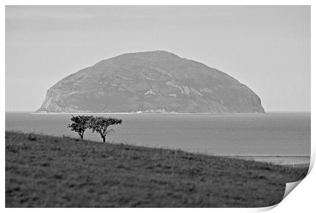 Windswept trees Print by Allan Durward Photography